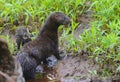 Close up Mother Mink and her baby along side her den. Royalty Free Stock Photo