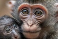 close-up of mother monkey's face, with her eyes and expression full of love