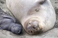 Portrait of mother and pup elephant seals Royalty Free Stock Photo