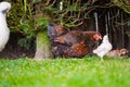 Close-up of a mother Silkie and Wyandotte hen seen with there young chicks.