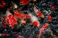 Close-up of mottled black, white, red, orange & golden yellow Jinli, Nishikigoi or Japanese Koi Cyprinus rubrofuscus fish swim Royalty Free Stock Photo