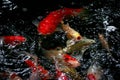 Close-up of mottled black, white, red, orange & golden yellow Jinli, Nishikigoi or Japanese Koi Cyprinus rubrofuscus fish swim Royalty Free Stock Photo