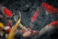 Close-up of mottled black, white, red, orange & golden yellow Jinli, Nishikigoi or Japanese Koi Cyprinus rubrofuscus fish swim Royalty Free Stock Photo