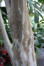 Close up of the mottled brown and cream colored trunk of an Allspice Tree, Pimenta dioica Royalty Free Stock Photo