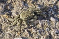Close up of a Mottled Shore Crab on a Red Sea beach