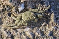 Mottled Shore Crab on the beach near Marsa Alam