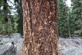 Close Up Of The Mottled, Textured Bark Of A Pine Tree Trunk In The Collegiate Peaks Wilderness In Aspen, Colorado