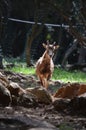 Close up with moufflon female, wintertime Royalty Free Stock Photo