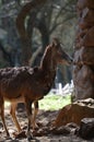 Close up with moufflon female, wintertime Royalty Free Stock Photo