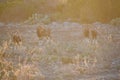 Mouflon sheep in the desert Royalty Free Stock Photo
