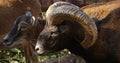 Close up with mouflons - pair of mouflon