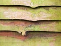 A weathered larch lap wooden fence panel Royalty Free Stock Photo