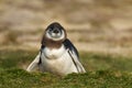 Close up of a moulting Magellanic penguin