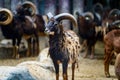 Close-up of a mountain antelope with huge rotating horns