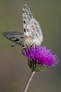 Close up of a Mountain Apollo (parnassius apollo)