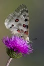 Close up of a Mountain Apollo (parnassius apollo)