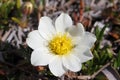 Close-up of a Mountain Aven, an arctic-alpine flowering plant