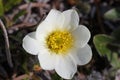 Close-up of a Mountain Aven, an arctic-alpine flowering plant