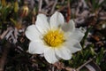 Close-up of a Mountain Aven, an arctic-alpine flowering plant