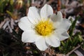 Close-up of a Mountain Aven, an arctic-alpine flowering plant