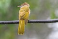 Close up Mountain Bulbul holding on wire and falling rain Royalty Free Stock Photo