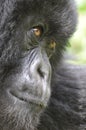 Close-up of a Mountain Gorilla Royalty Free Stock Photo