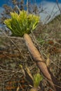 Close-up of Mountain Grass plant on blurred background in the Canary Islands