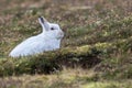 Close up of Mountain Hare Lepus timidus