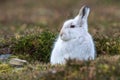 Close up of Mountain Hare Lepus timidus