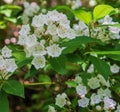 Close-up of Mountain Laurel Wildflowers Shrub