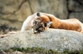 Close up of a mountain lion at a California zoo