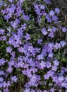 Close Up of Mountain Phlox Patch Along Trail in Crater Lake Royalty Free Stock Photo