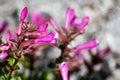 Close up of Mountain Pride Penstemon newberryi wildflowers blooming in Yosemite National Park, Sierra Nevada mountains, Royalty Free Stock Photo