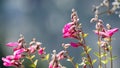 Close up of Mountain Pride Penstemon newberryi wildflowers blooming in Yosemite National Park, Sierra Nevada mountains,