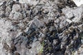 Close-up of a mountain river bank of gray stone covered with green moss on a summer day. Texture as background for wallpaper or Royalty Free Stock Photo