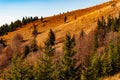 Close-up mountain slope with green fir trees and yellowed grass, hill mountain range nature Carpathians, Ukraine Royalty Free Stock Photo