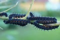 Close up of Mourning cloak butterfly caterpillars (Nymphalis antiopa) photo