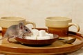 Close-up mouse climbs on a plate of sugar near the coffee cups on kitchen table. Royalty Free Stock Photo