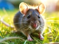 a close up of a mouse Royalty Free Stock Photo