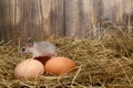 Close-up the mouse and hens eggs in the chicken coop