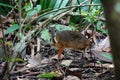 A close up of a mousedeer on the forest floor Royalty Free Stock Photo