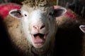 Close-up of the mouth of a sheep screaming scream of pain before slaughter on a farm with blood-soaked fleece Royalty Free Stock Photo