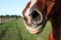 A close up of the mouth with tongue out of a brown quarter horse on the paddock Royalty Free Stock Photo