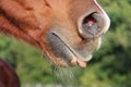 A close up of the mouth with tongue out of a brown quarter horse on the paddock Royalty Free Stock Photo