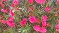 Close up movement shot of a tropical pink Camellia japonica flower bush. Perfect fill up shot for tropical videos