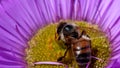 Insects - european honey bee, european honey bee, apis mellifera