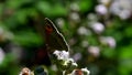 Butterfly - Meadow Brown, Maniola jurtina