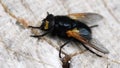 Insects - Noon Fly, Fly, Mesembrina meridiana