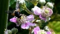 Insects - Pellucid Fly, Volucella pellucens