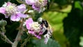 Insects - Pellucid Fly, Volucella pellucens